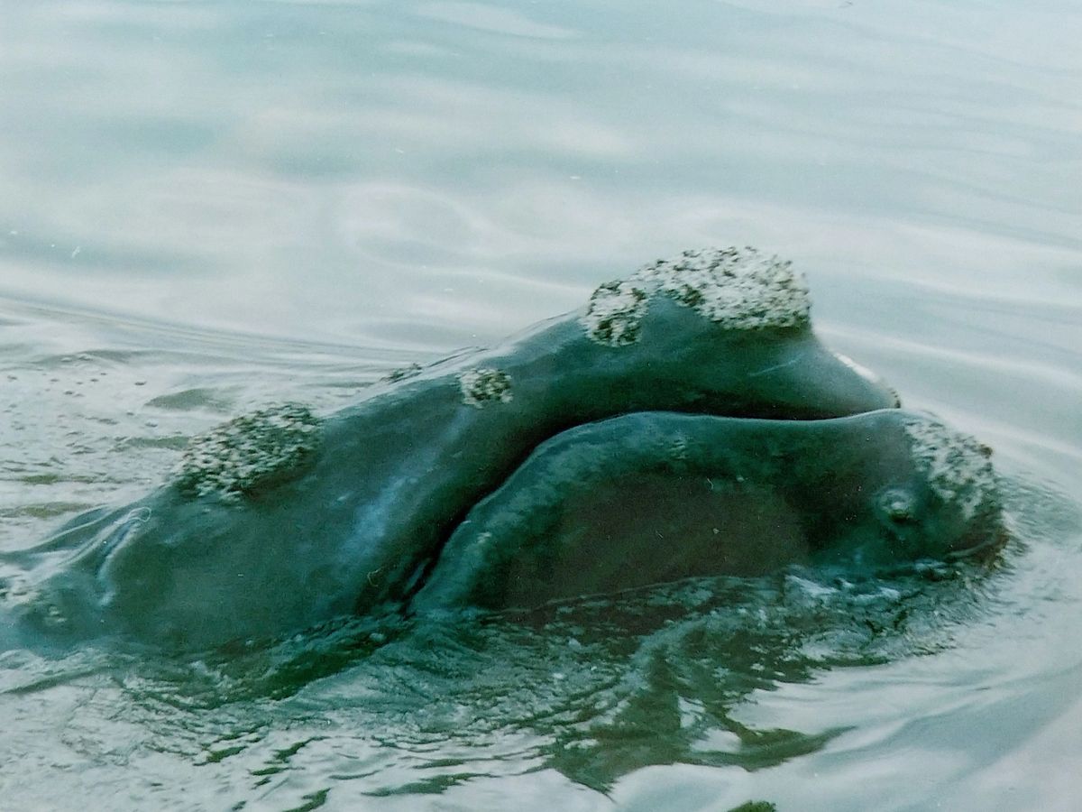 Right Whale Membership with Coin Necklace